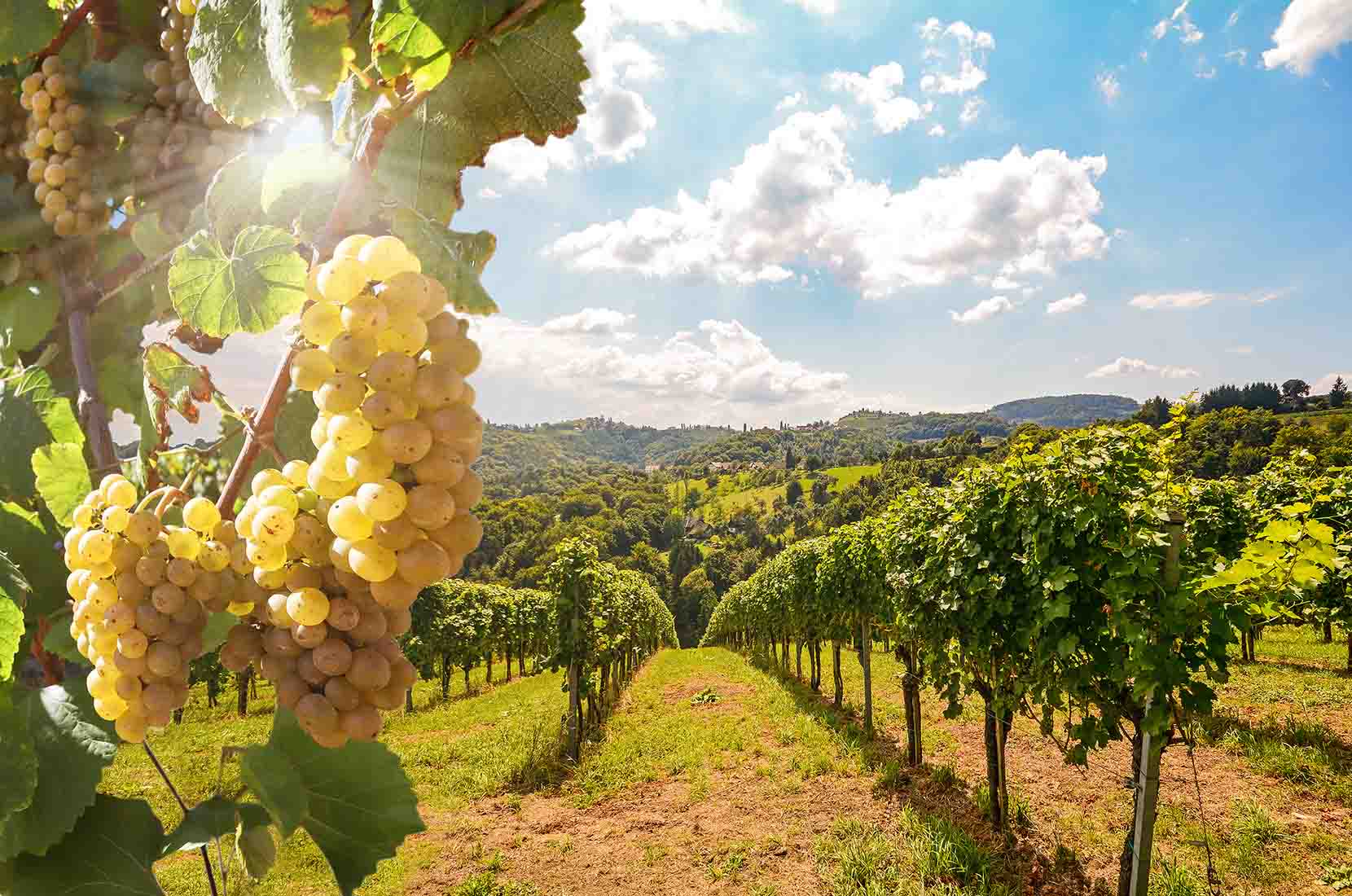 tipos de vino blanco tipos de vino blanco