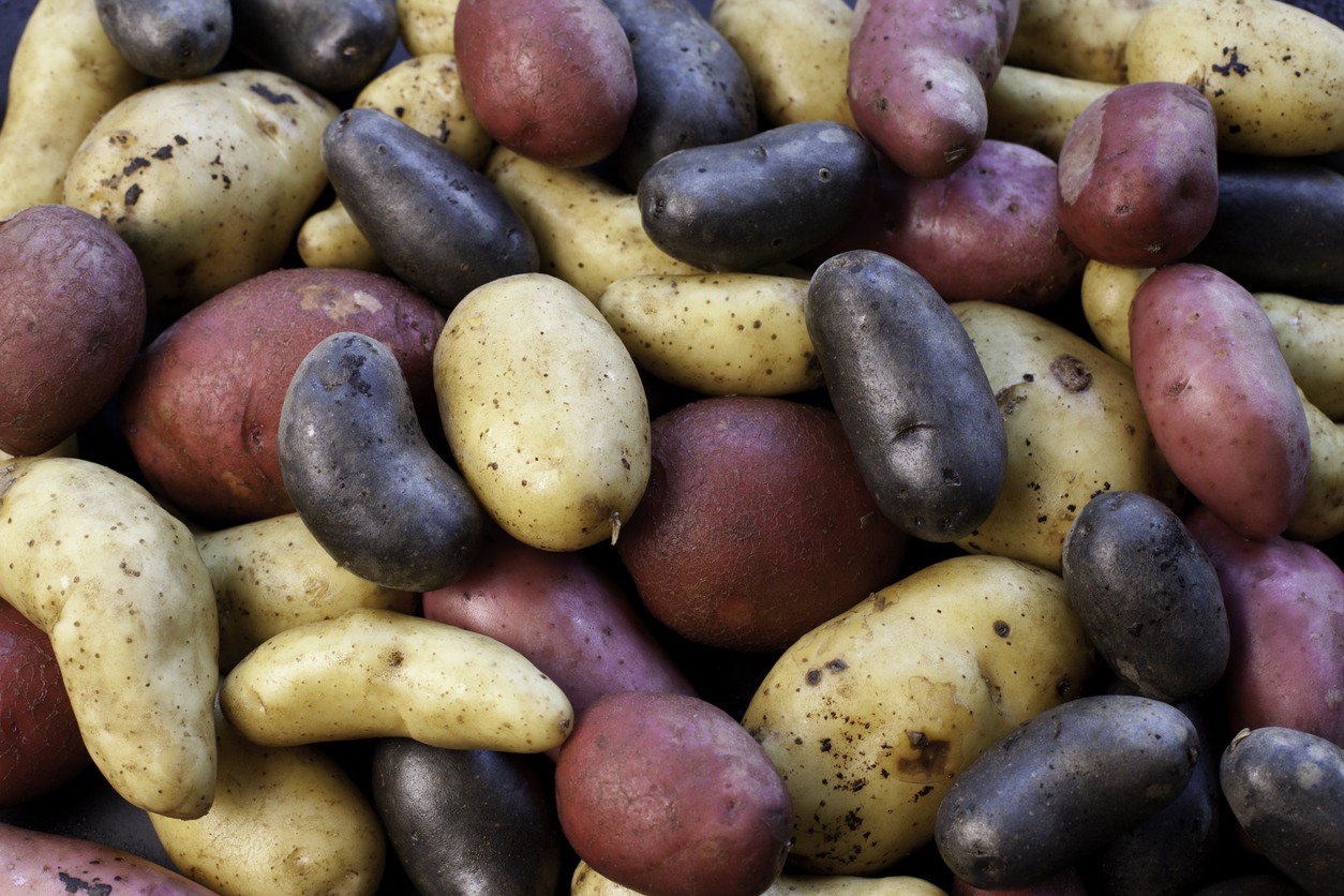 tipos de patatas tipos de patatas