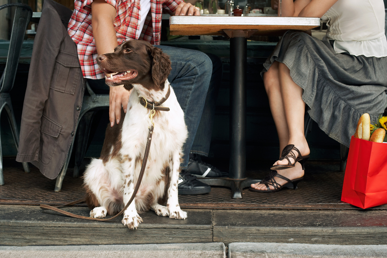 terrazas pet friendly terrazas pet friendly